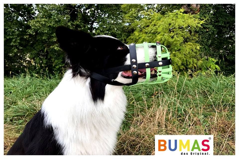 dog muzzle